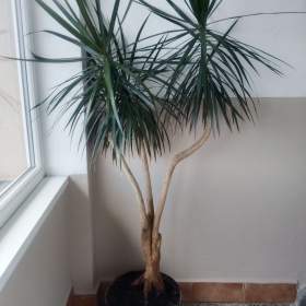 Palma dracena. / 19185295