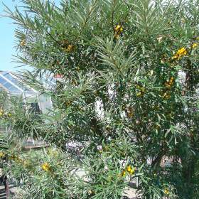 Foto inzerátu Zahradní chatka OV-Výškovice (elektřina, voda, zahrada 327 m2)