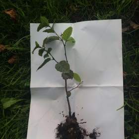 Fotka k inzerátu Sazenice habr obecny / 17311508