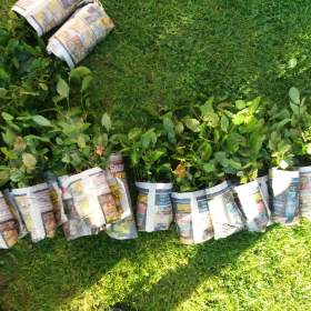 Foto inzerátu Sazenice habr obecny