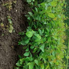 Foto inzerátu Sazenice habr obecny