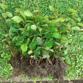 Foto inzerátu Sazenice habr obecny