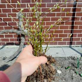 Foto inzerátu Sazenice habr obecny