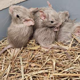 Osmák Degu s VP / 19227065