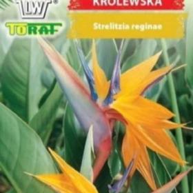 Strelicie královská (semena) www. levna- semena. cz / 19236849