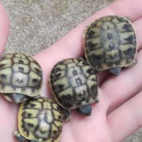 Prodám letošní mláďata Testudo Hermanni / 19249847