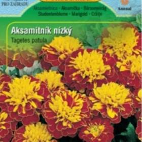 Aksamitník nízký plnokvětý, hnědo- žlutý (semena) / 19250946