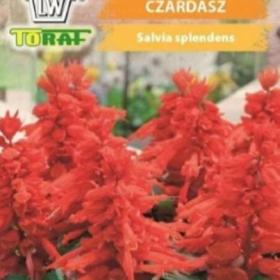 Foto inzerátu Šalvěj zářivá červená (semena)