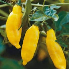 Chilli paprička, Aji lemon drop (semena) / 19281256
