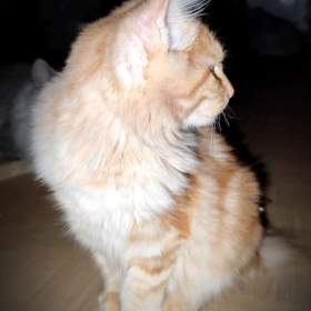 Foto inzerátu Kurilský bobtail s PP - vzácné plemeno