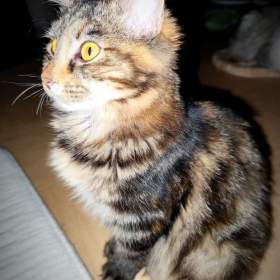 Foto inzerátu Kurilský bobtail s PP - vzácné plemeno