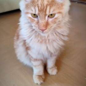 Foto inzerátu Kurilský bobtail s PP - vzácné plemeno