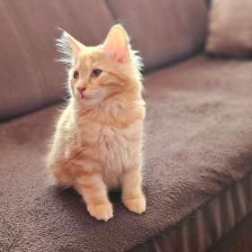 Foto inzerátu Kurilský bobtail s PP - vzácné plemeno