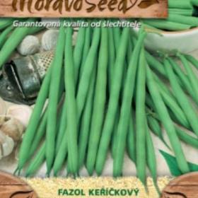 Fazol keříčkový zelený (semena)  / 19296154
