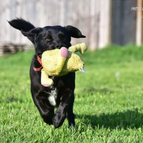 Fotka k inzerátu Dasty hledá nový domov / 19657315