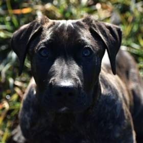 Foto inzerátu TOP URUGUAYSKÝ CIMARRON s PP na výstavy a chov