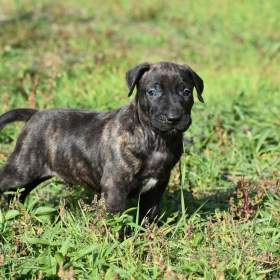 Foto inzerátu TOP URUGUAYSKÝ CIMARRON s PP na výstavy a chov