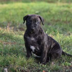 Foto inzerátu TOP URUGUAYSKÝ CIMARRON s PP na výstavy a chov