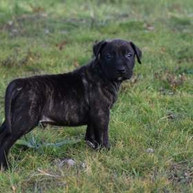 Foto inzerátu TOP URUGUAYSKÝ CIMARRON s PP na výstavy a chov