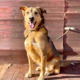 Fotka k inzerátu BADY -  kastrovaný psík 2 roky  / 19312907