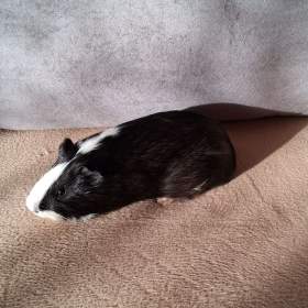 Foto inzerátu Daruji samce morcatka