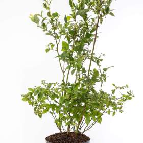 Foto inzerátu Sazenice borůvek - Krásné a Velké 