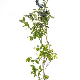 Foto inzerátu Sazenice borůvek - Krásné a Velké 