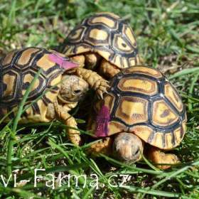 Foto inzerátu SUCHOZEMSKÉ ŽELVY PARDÁLÍ – vlastní odchov!