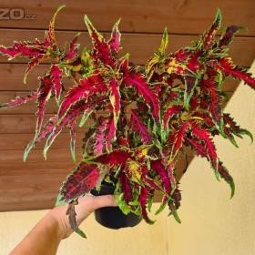 Foto inzerátu Coleus - Africká okrasná kopřiva semena