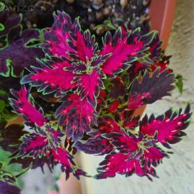 Foto inzerátu Coleus - Africká okrasná kopřiva semena