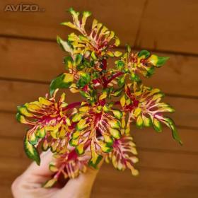 Fotka k inzerátu Coleus -  Africká okrasná kopřiva semena / 19207784