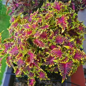 Coleus -  Africká okrasná kopřiva semena / 19326621
