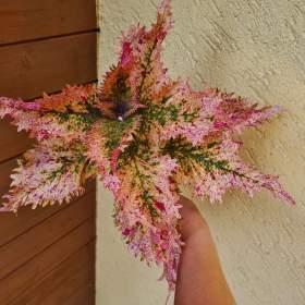 Coleus -  Africká okrasná kopřiva Semena / 19326621