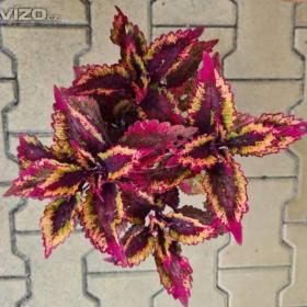 Foto inzerátu Coleus - Africká okrasná kopřiva semena