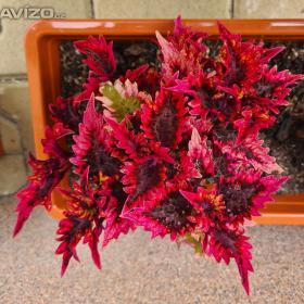 Foto inzerátu Coleus - Africká okrasná kopřiva semena