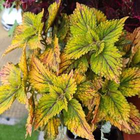 Foto inzerátu Coleus - Africká okrasná kopřiva semena