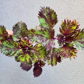 Foto inzerátu Coleus - Africká okrasná kopřiva semena