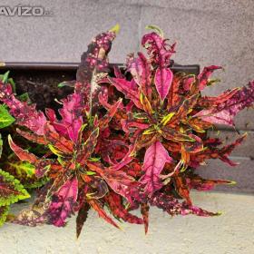 Foto inzerátu Coleus - Africká okrasná kopřiva semena