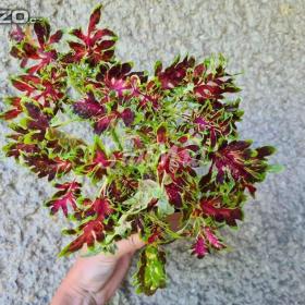 Foto inzerátu Coleus - Africká okrasná kopřiva semena