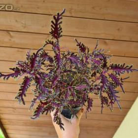 Foto inzerátu Coleus - Africká okrasná kopřiva semena