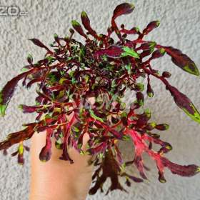 Coleus - Africká okrasná kopřiva semena / 19326621