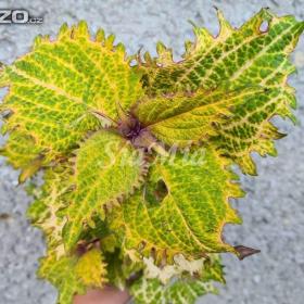 Foto inzerátu Coleus - Africká okrasná kopřiva semena