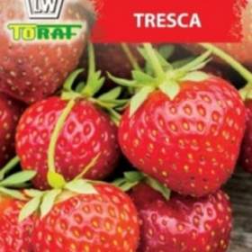 Jahodník velkoplodý, Tresca (semena) / 19333911