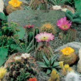 Kaktusy, mix (semena) levna- semena. cz / 19334029