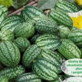 Mexická okurka (semena) levna- semena. cz / 19336018