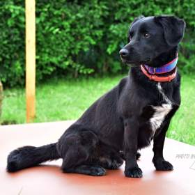 Foto inzerátu Darujeme opuštěného křížence