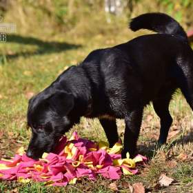 Foto inzerátu Darujeme opuštěného křížence