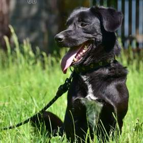 Fotka k inzerátu Darujeme opuštěného křížence / 19435544