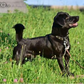 Foto inzerátu Darujeme opuštěného křížence