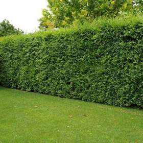 Foto inzerátu AKCE: Kouzelný (zázračný) živý plot - Jilm sibiřský - bezkonkurenční cena!